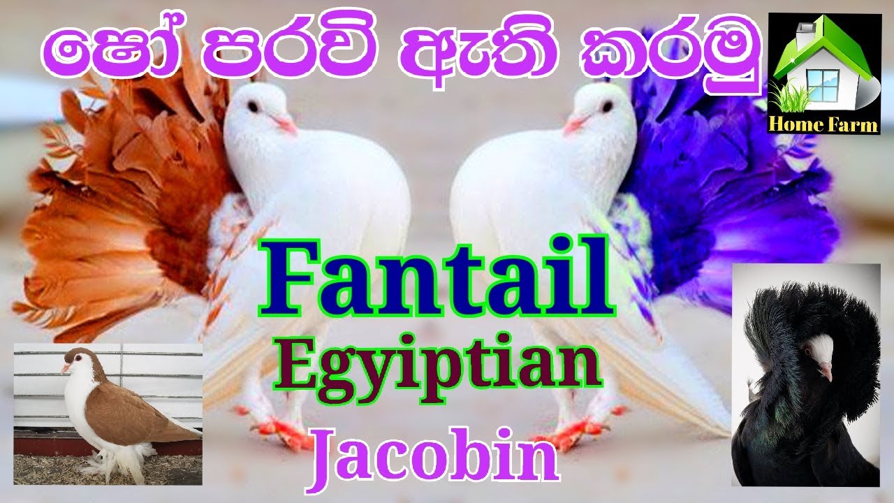 How to breed fantail,egyiptian,jacobin pigeons l ෂෝ පරෙවි ඇති කරමු