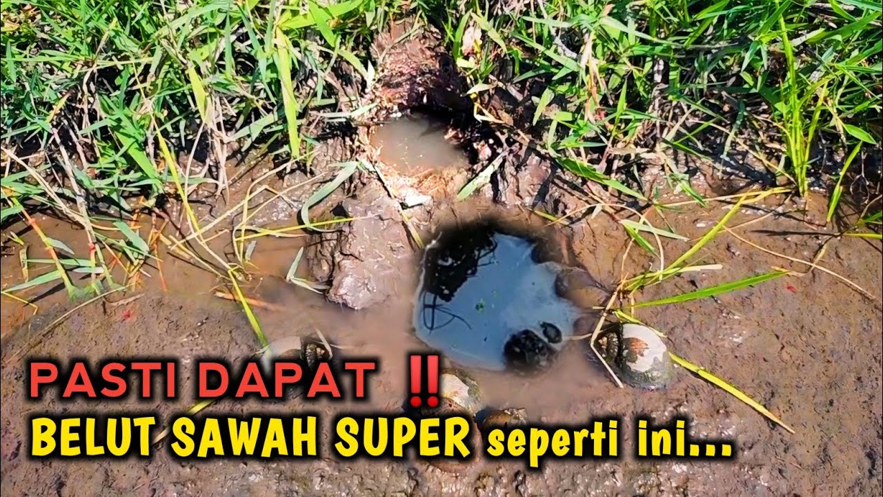 INGAT 3 P ‼️ILMU BARU MANCING BELUT DI SAWAH