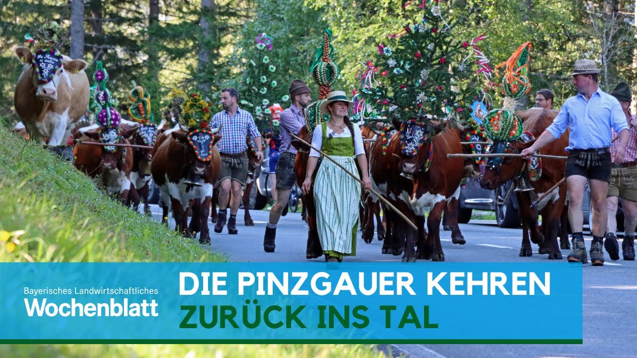 Die Pinzgauer-Herde kehrt zurück ins Tal | Almabtrieb 2020 | Salzburger Land