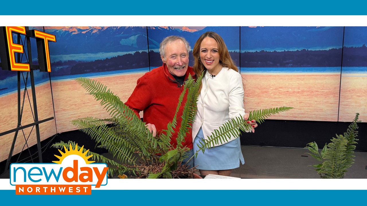 Give your fern a glow-up with these pruning tips - New Day NW