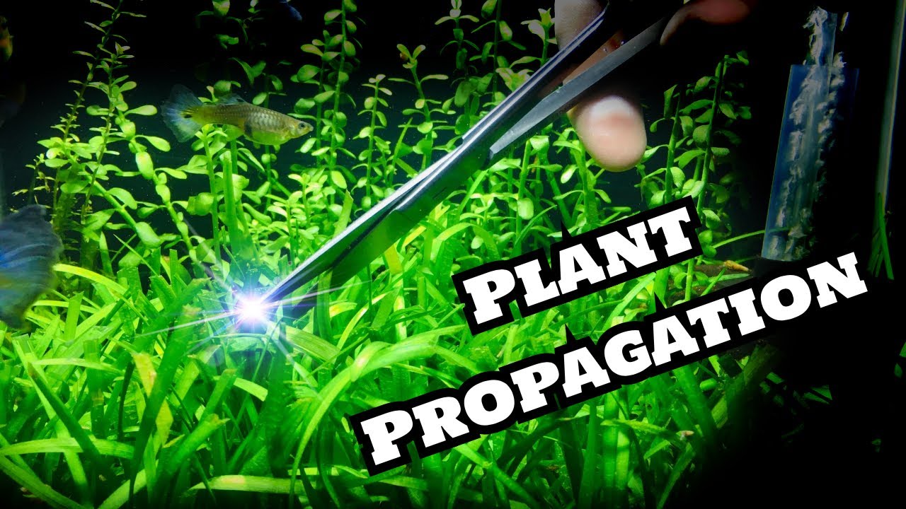 Sagittaria Subulata &ndash; łatwa w utrzymaniu roślina dywanowa na pierwszym planie