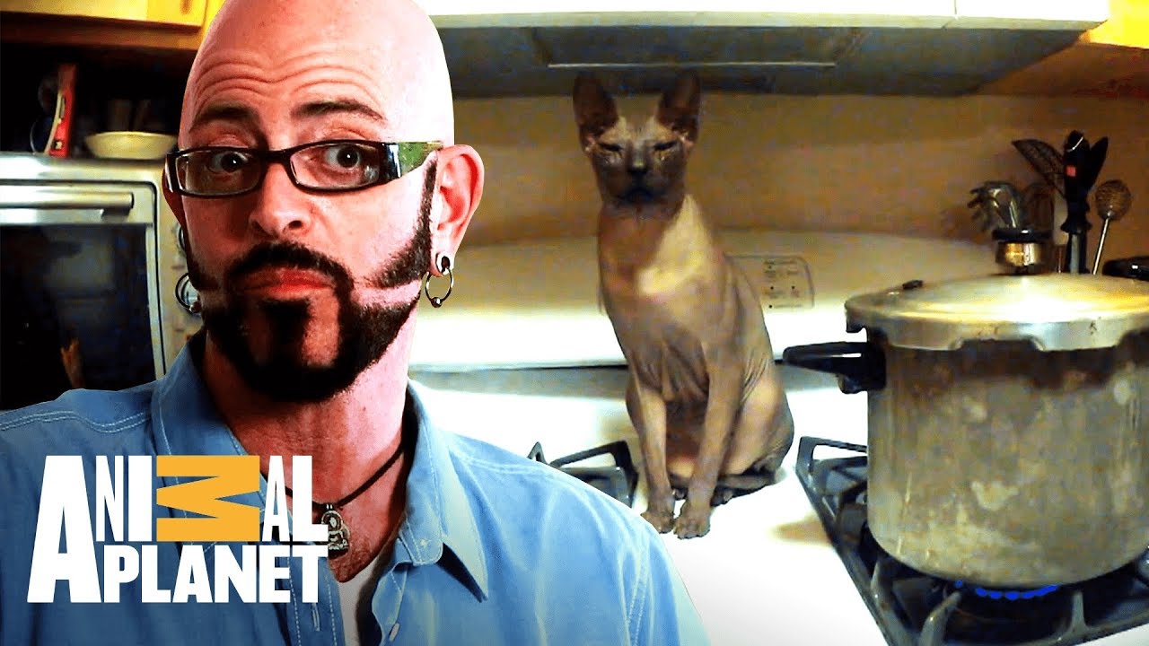 Meu gato sabe acender o fogão! | Meu Gato Endiabrado | Animal Planet Brasil