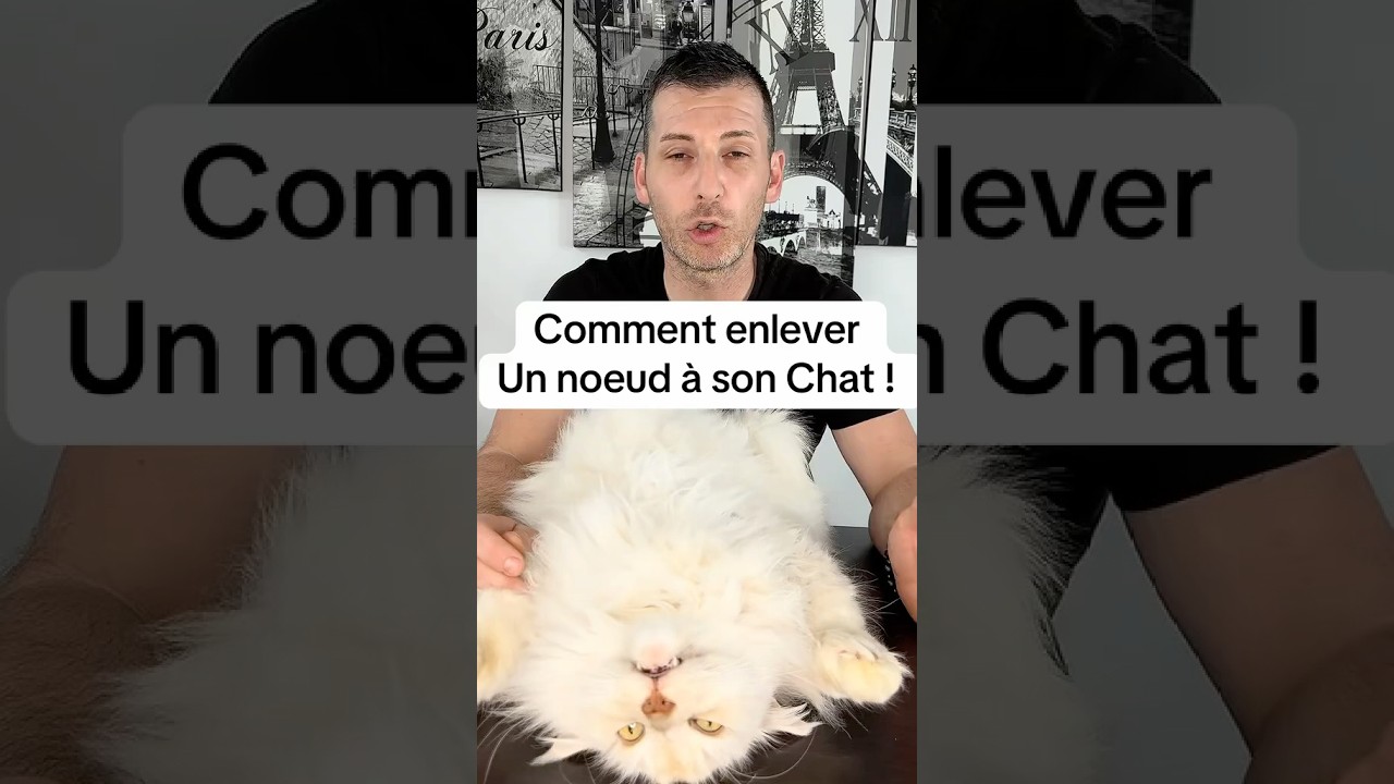 Comment enlever un noeud a son chat #cat #pets #chat #animaux #astuce #toilettage