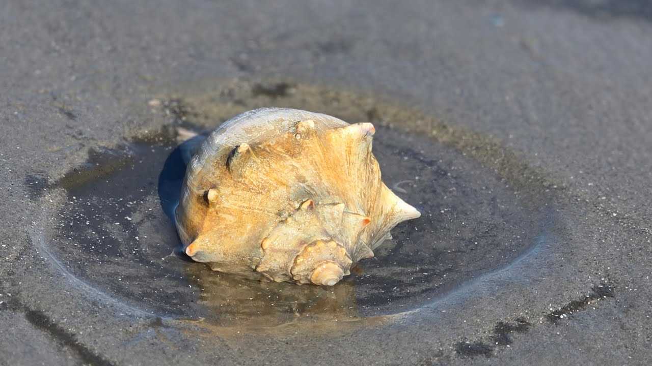Windy March low tide shelling