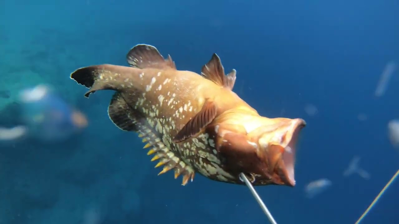 غطس حر ليبيا وصيد فروج 2.5kg اللهم باركSpearfishing grouper
