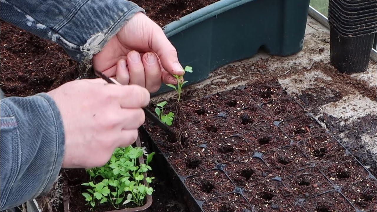 Pricking out - lemongrass, parsley, celeriac, and celtuce