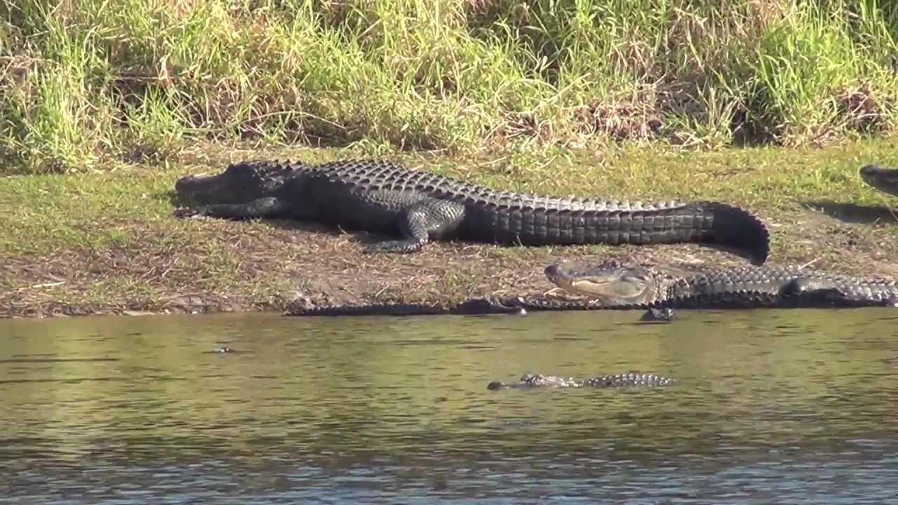 Myakka River State Park - 200 Alligators at The Deep Hole