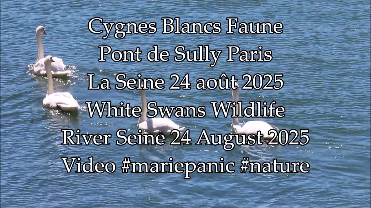 Cygnes Blancs Pont de Sully La Seine Paris 24 août 2025 No.1 