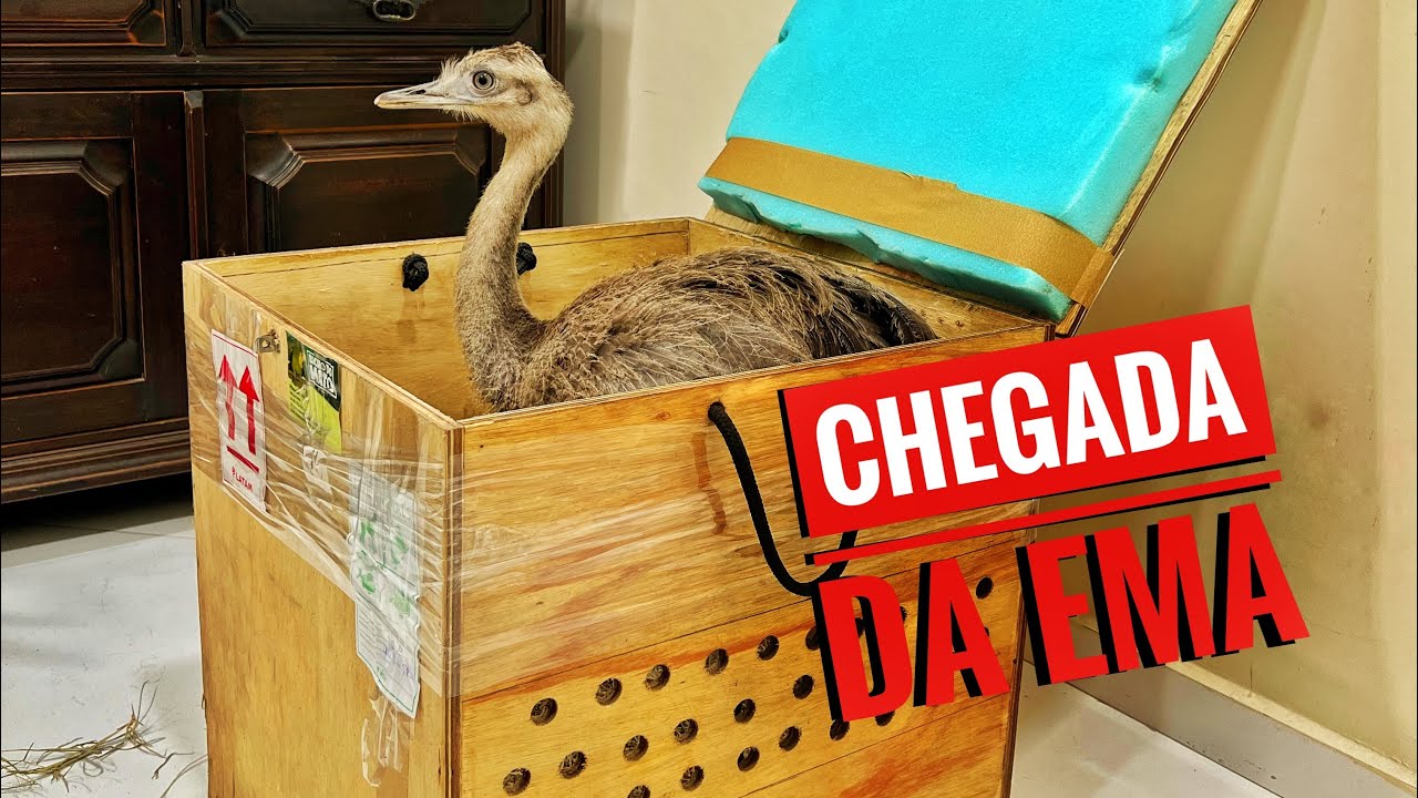 Chegada da Ema