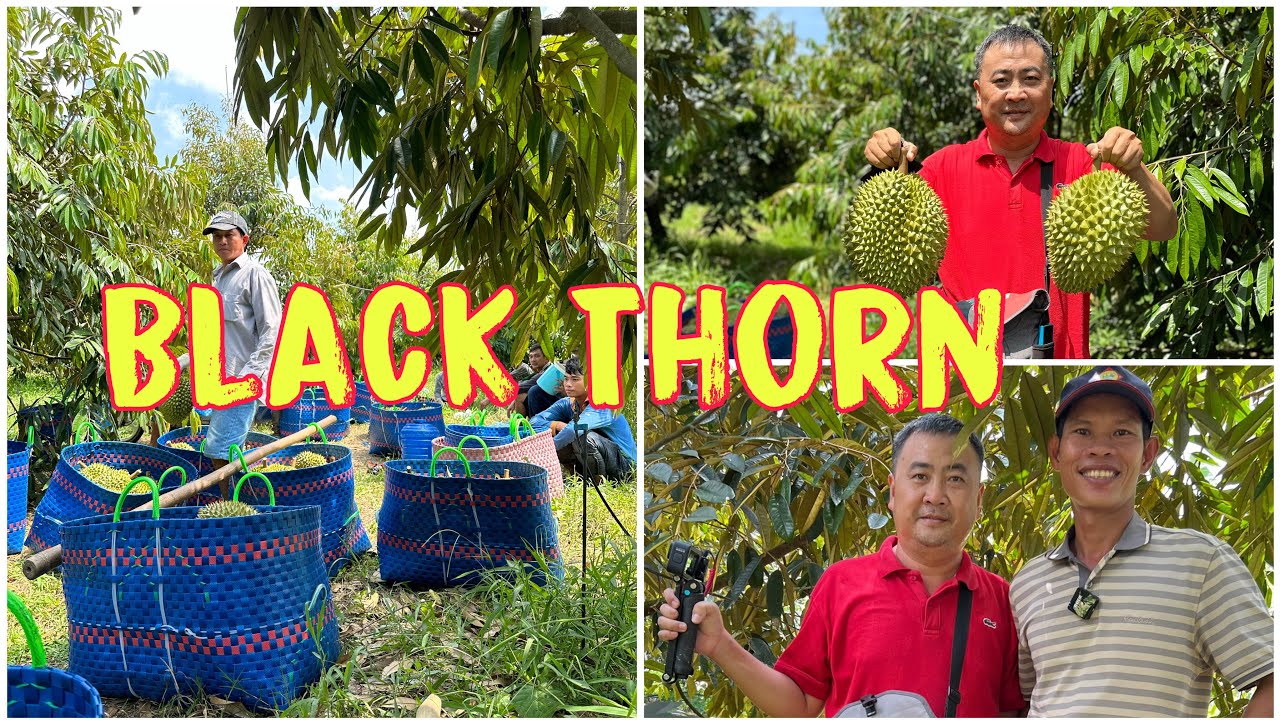 SẦU RIÊNG  BLACK THORN, RI6, 6 hữu -  TP. CẦN THƠ - 3-5-2023🌺cần thơ ký sự