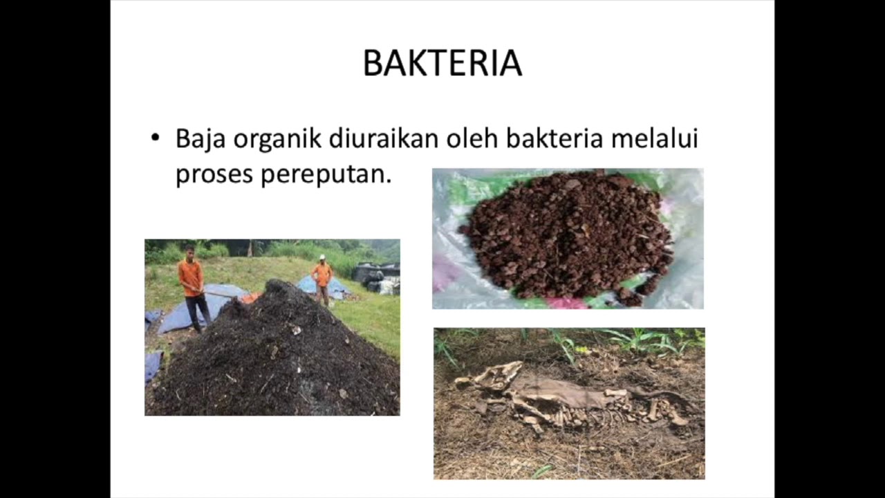 BAIK BURUK MIKROORGANISMA TAHUN 6
