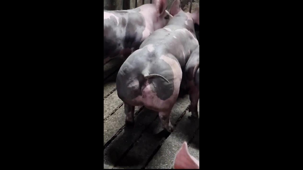 Prezentare rasă Pietrain Belgian ,detinator Ghiță Silaghi ROMÂNIA