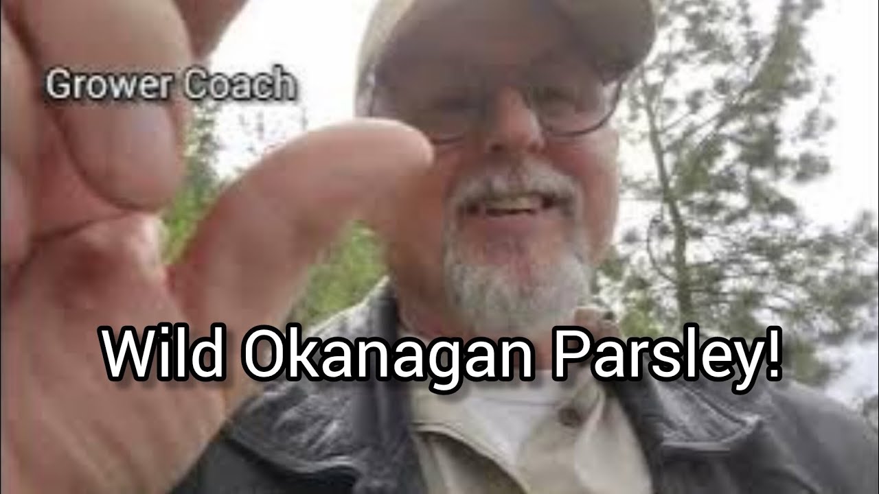 Okanagan Native Parsley (drought tolerant)