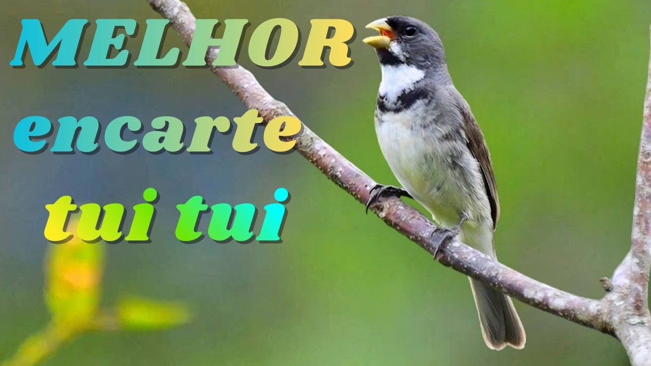 🔴MELHOR TUI TUI PARA ENCARTE🔴🔴 TURBINE SEU PARDO 🔴
