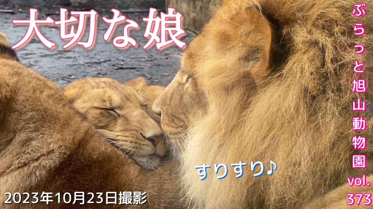 【今日のライオン】今日もオリト出勤拒否？パパからのプレゼントにキュン！オリト＆イオファミリーvol373@旭山動物園/A lion who refuses to go to work?