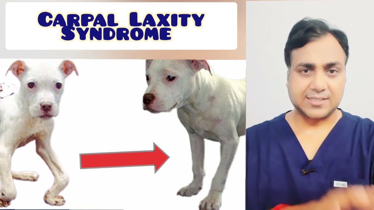 Carpal Laxity Syndrome in Puppy