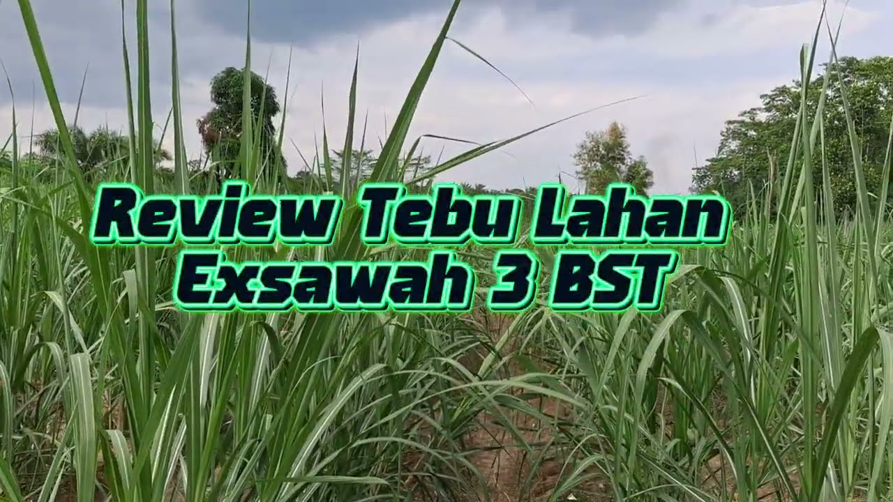 Review Tebu Lahan Exsawah 3 BST
