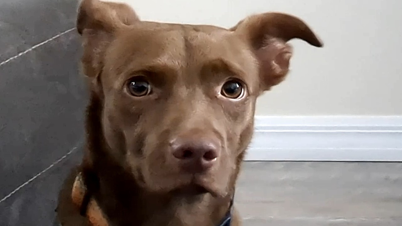 Caged dog's heartbreaking response to adoption