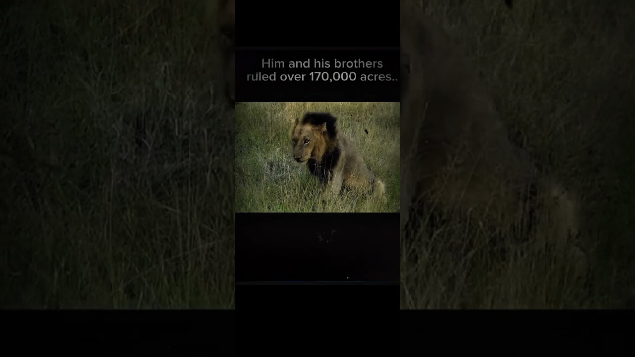 MrT satan⚔️ #mapogo #lion #lionnation #animals #tiger #edit #bigcat #wildlife #lionking#mapogo