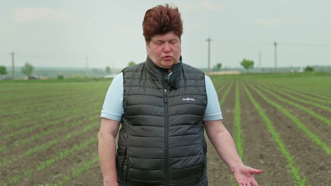 Cum alegem când semănăm porumbul?