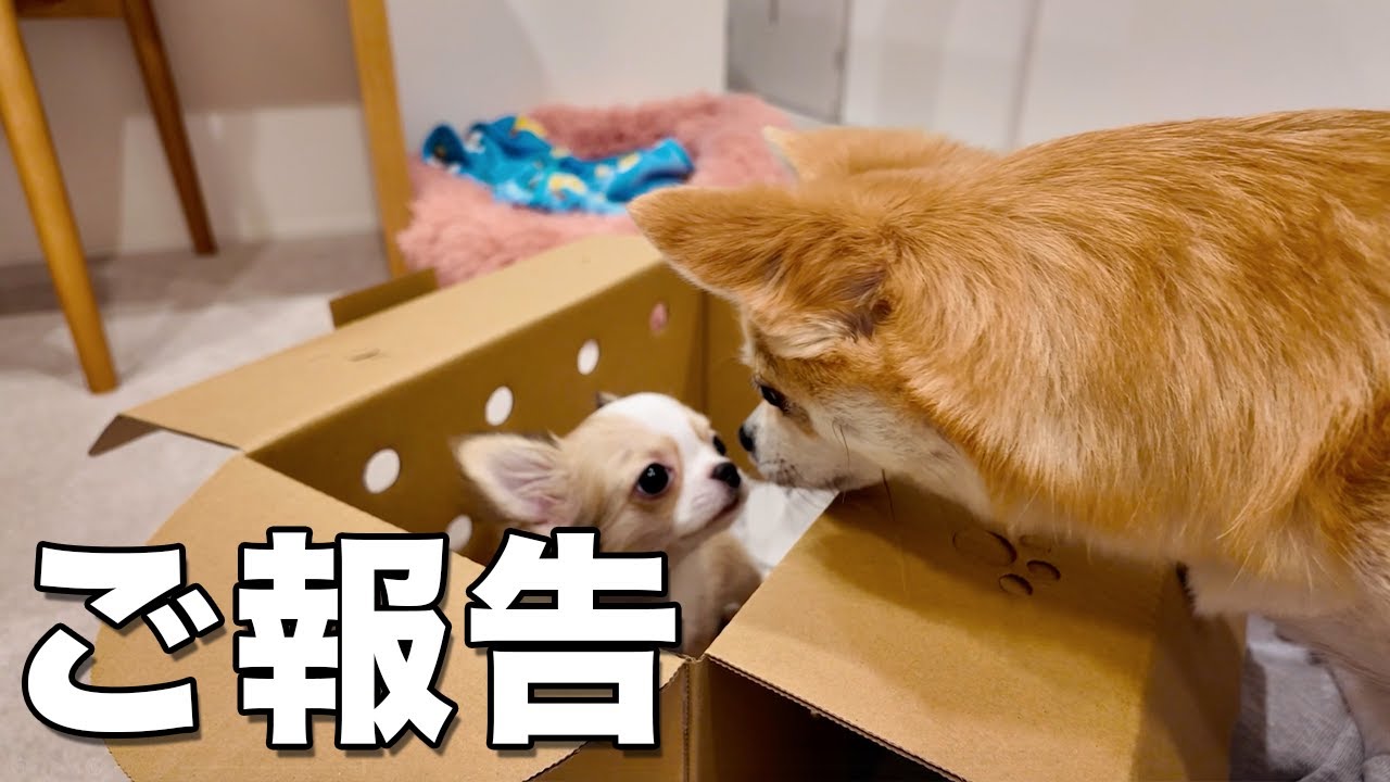 家族が増えました