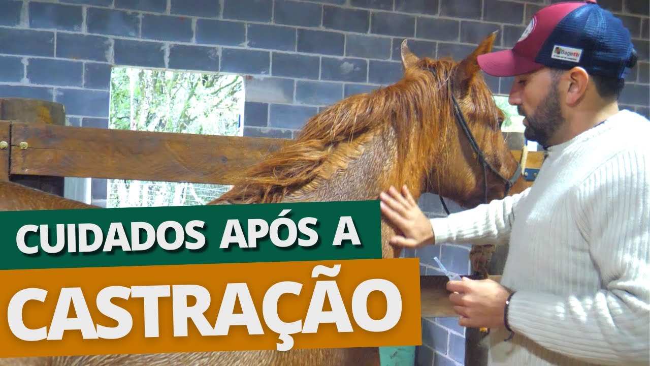 Castrar ou não o cavalo? Descubra agora!