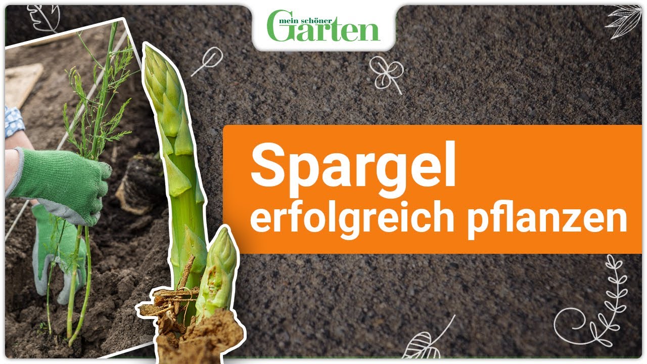 Gr&uuml;nen Spargel richtig pflanzen: Schritt-f&uuml;r-Schritt-Anleitung f&uuml;r eine reiche Ernte