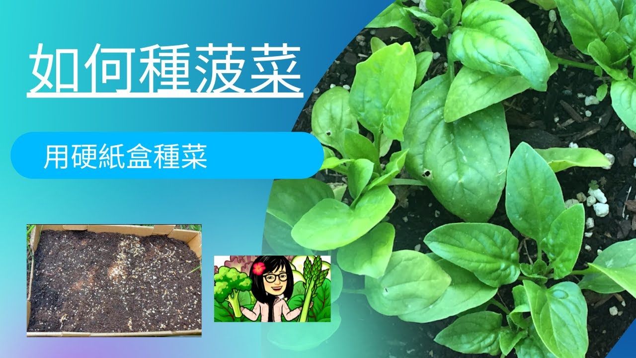 菠菜既好種又有營養，是春秋兩季菜，喜涼，生長速度快，4-6個星期就可開始採摘。8月種植10月左右開始吃，在北美7以上的種植區菠菜還可以過冬。