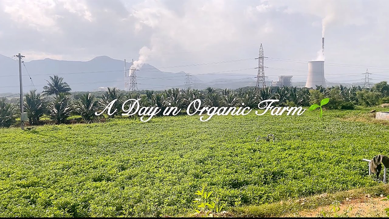A Day in Organic Farm 🌾 | Harvesting Fresh Vegetable  #agriculture #farming #farmer  #mettur 