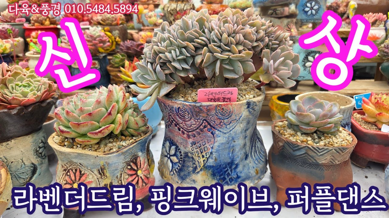 처음 만나는 신상 다육이들 ~버라보라 라벤더드림, 핑크웨이브, 퍼플댄스를 키워요💕다육&풍경 010.5484.5894 