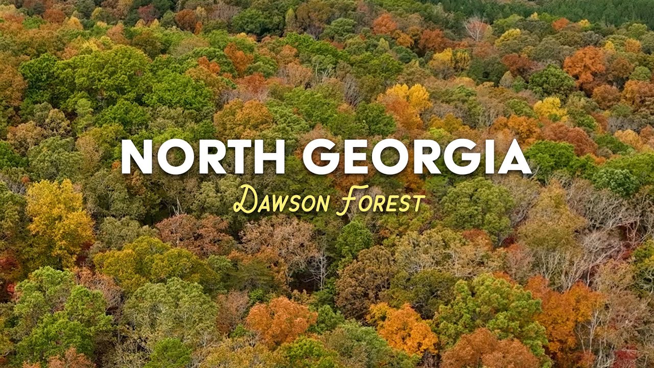 Dawson Forest in Autumn | 4K Ambient Music | Shot on Mavic 3 | Licensed Part 107 | Dawsonville, GA