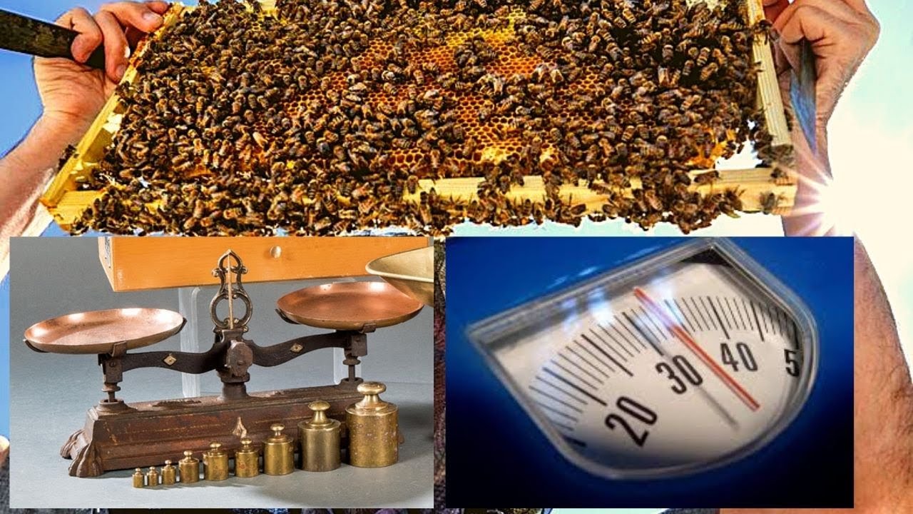 Two Ways to Weigh Your Hives