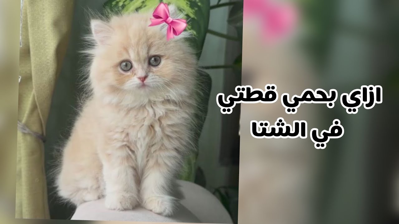 ازاي نحمي قطتنا ف الشتا من غير ولا نقطة مايه طريقة استخدام الدراي شامبو