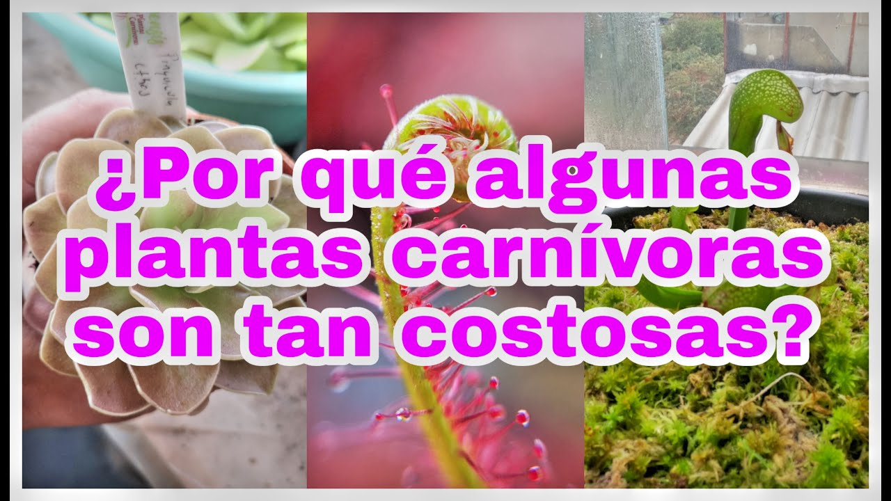 ¿Por qué algunas plantas carnívoras son tan costosas?