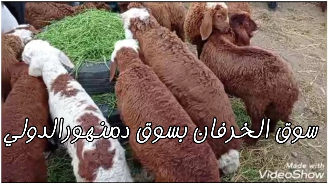 أسعار سوق دمنهور الدولي في سوق الخرفان والماعز ٢٠٢٠/١٢/١٣