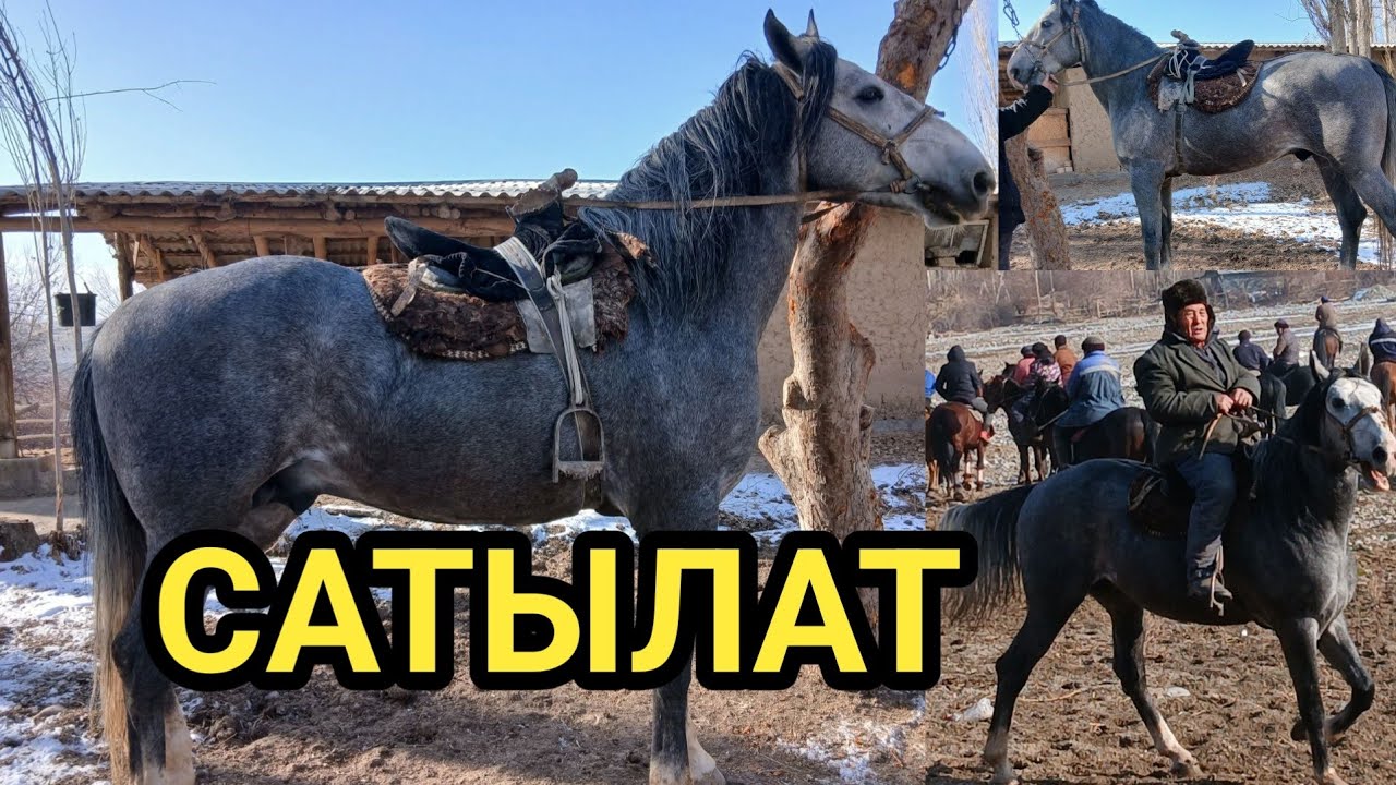 ЖЫЛКЫ САТЫЛАТ // ТАПТАСА УЛАКА МЫКТЫ АТ 