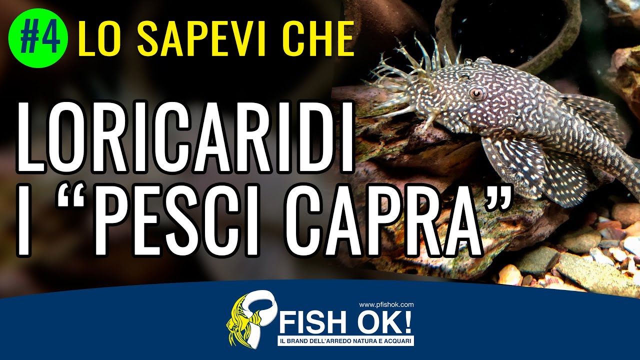 🐐🐟  Loricaridi: i  Pesci Capra, Lo sapevi che #4