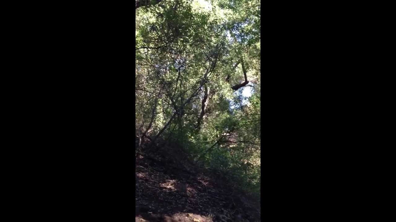 The Elfin Forest at Inspiration Point