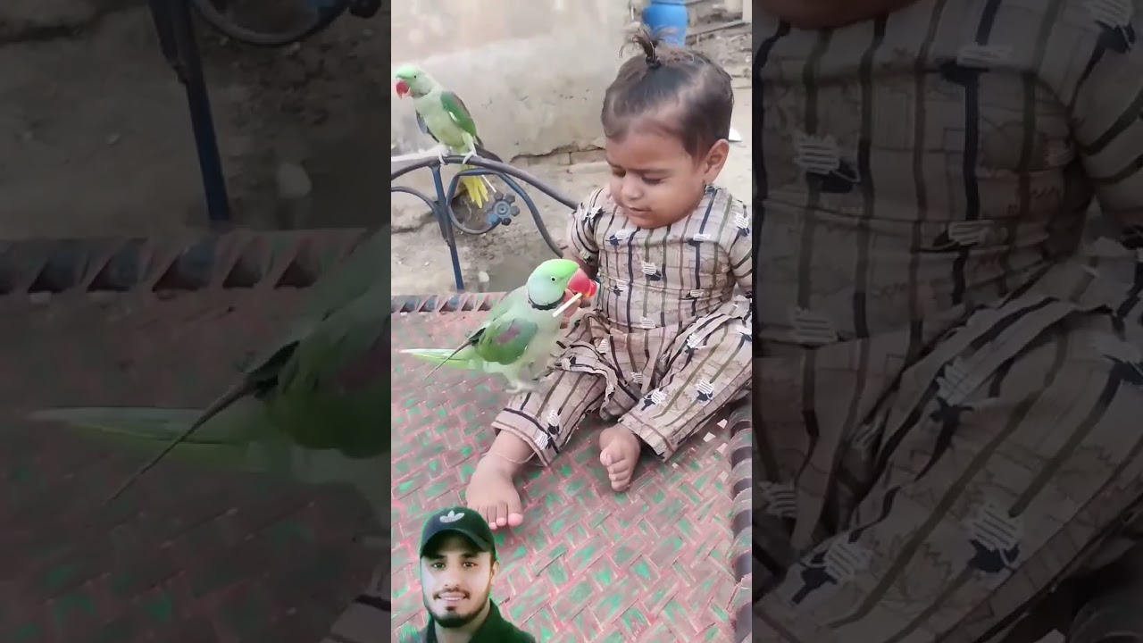 Birad #cutebaby #firstparrot #funny #parrothub #cute #a1parrot #baby #parrot