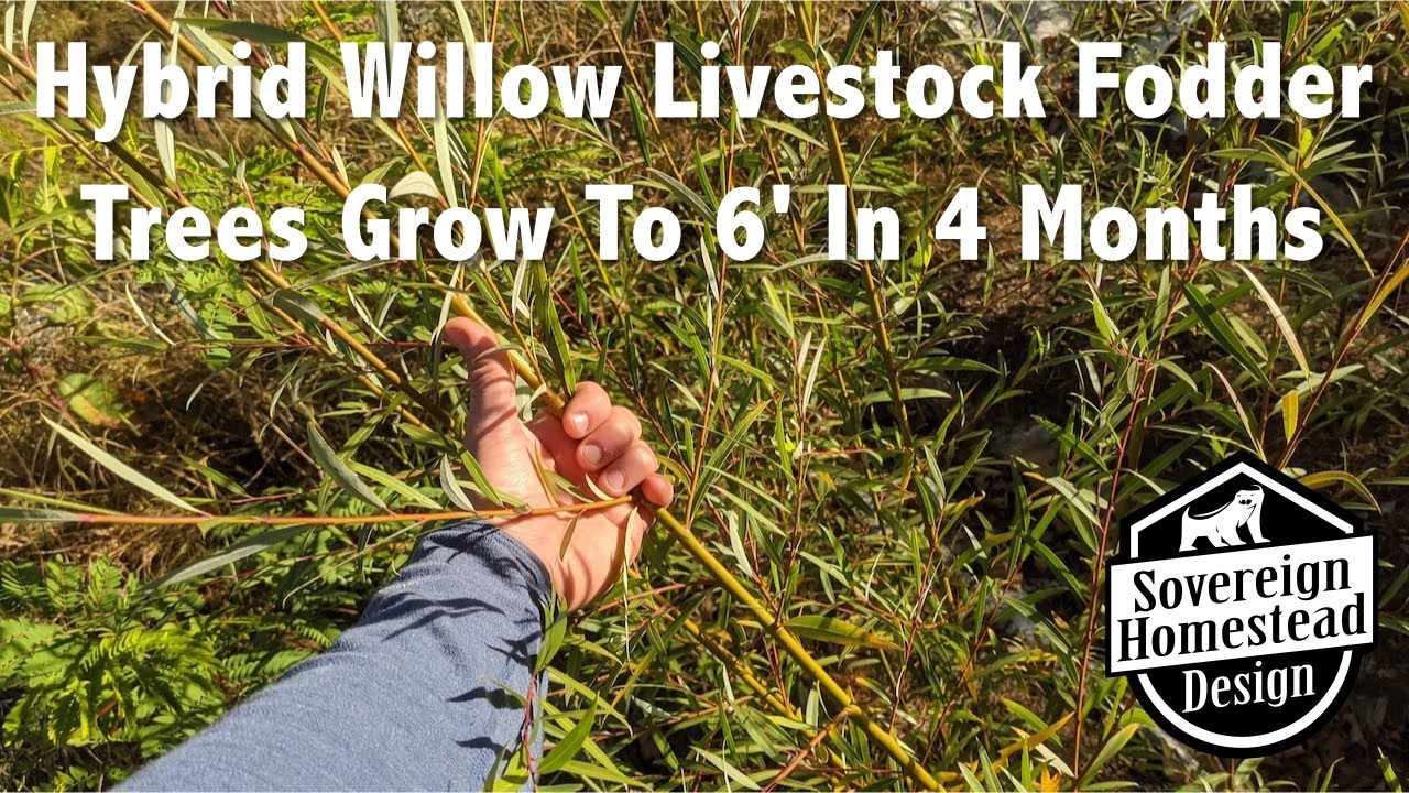 Hybrid Willow Grows To 6' In 4 Months!