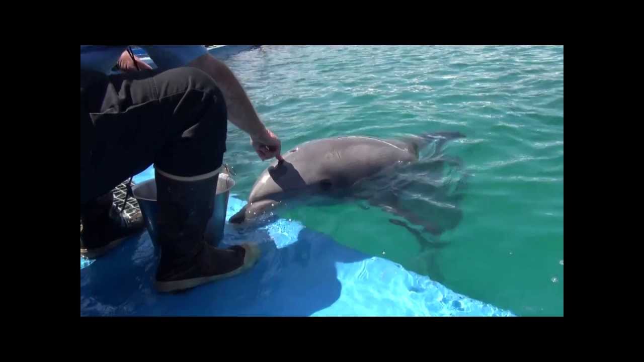 Экскурсия «Животные в центре внимания» с дельфинами в Seaworld San Diego — HDThrillSeeker