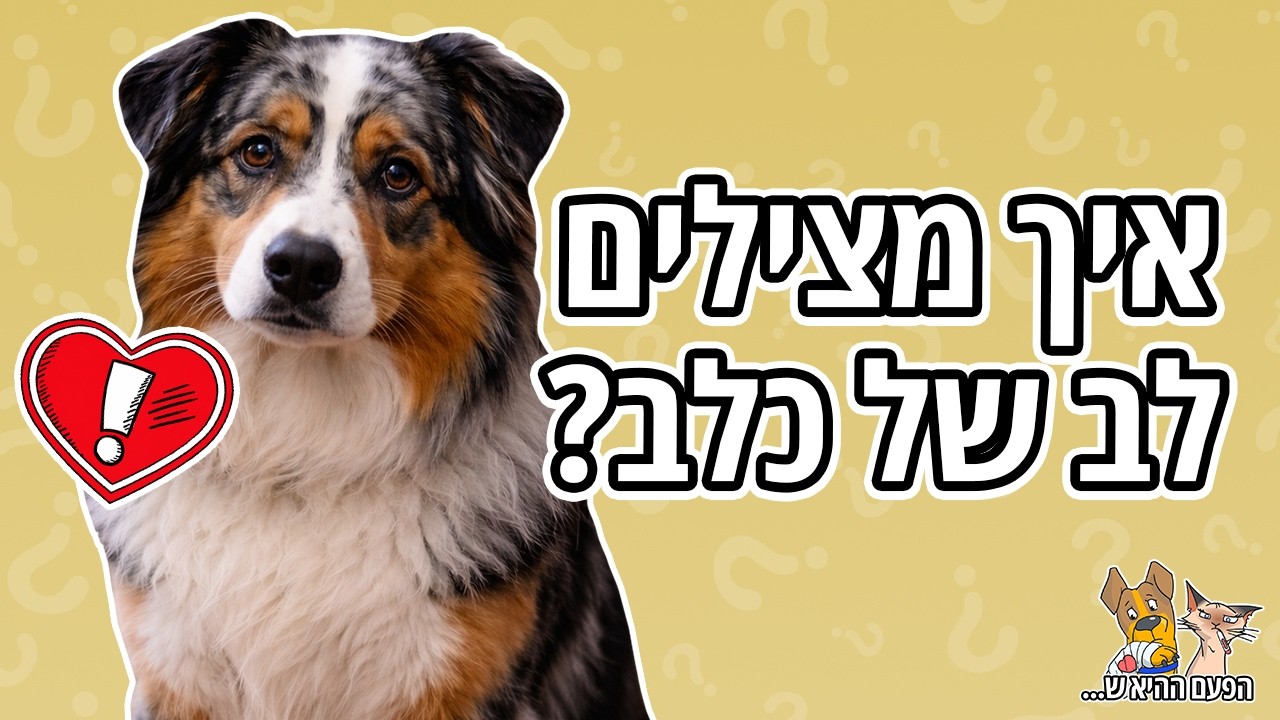 הנס של בובי: החייאה לכלב | חיותא TV