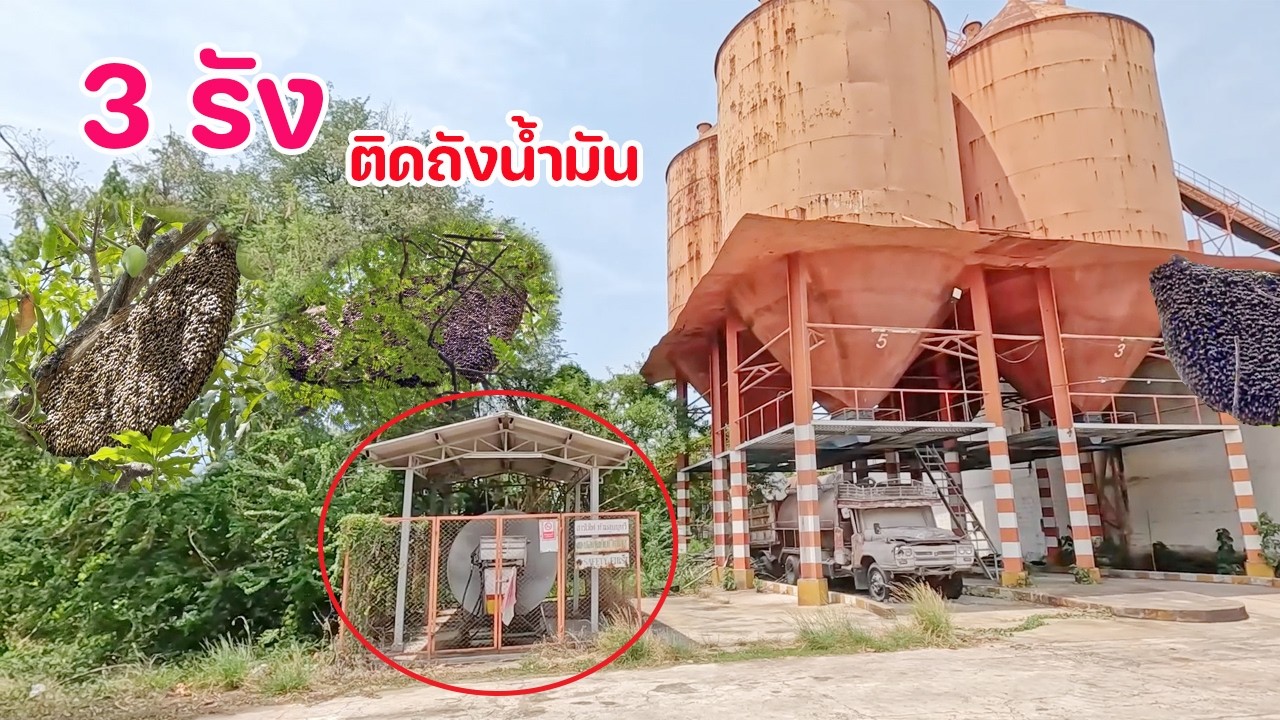 ตีผึ้งหลวง 3 รัง ใกล้ถังน้ำมันขนาดใหญ่ ต้องระวังมากๆ