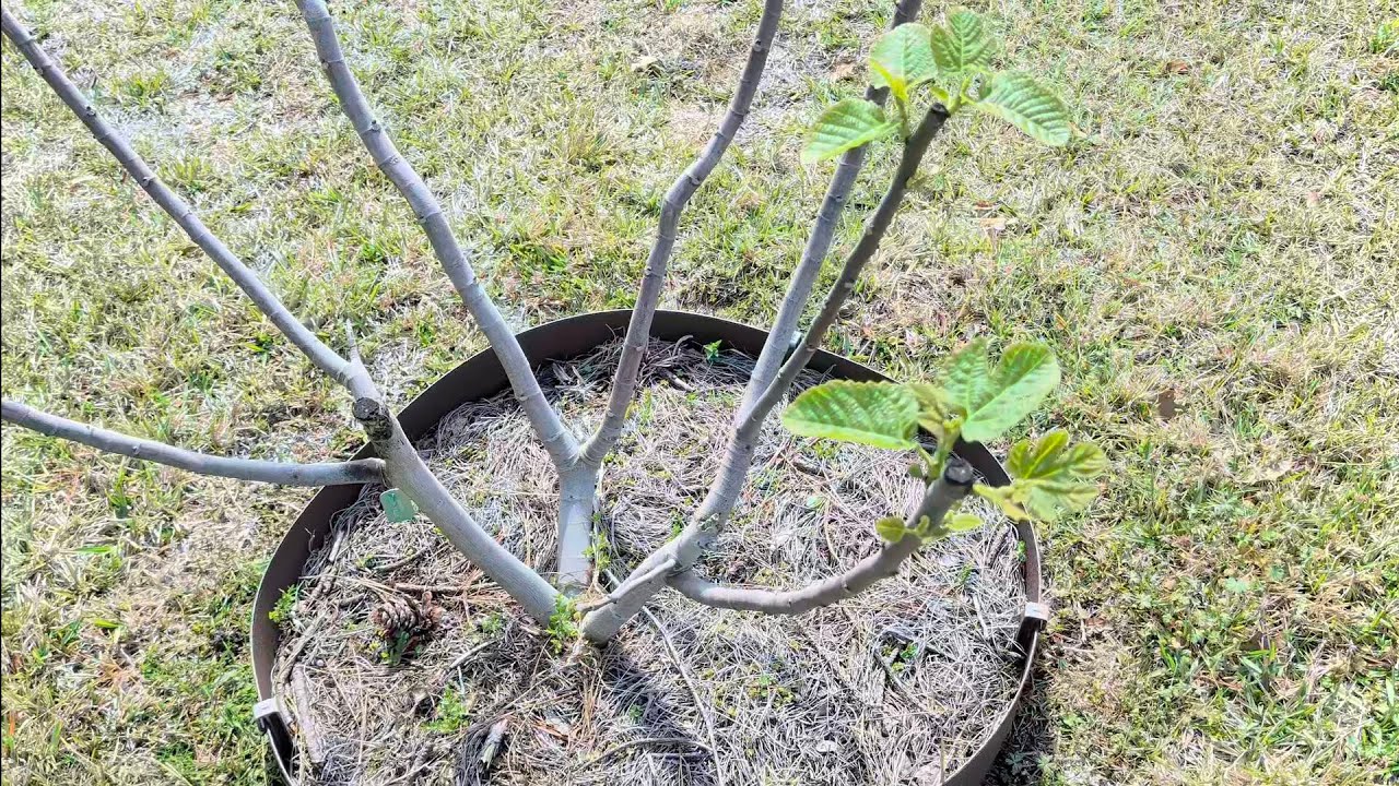 The FL fig orchard has awakened!
