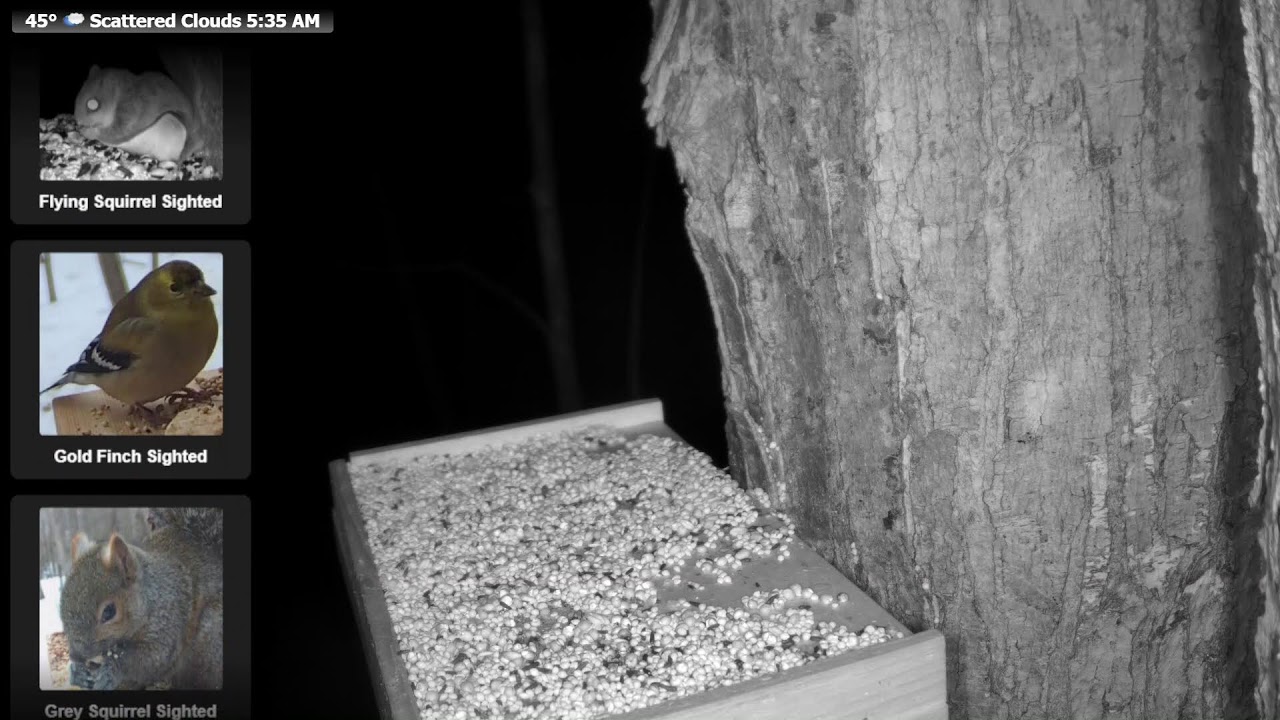 🔴 24/7 Wildlife Feeder Live | Birds, Deer & Flying Squirrels | Nicolet National Forest, Wisconsin