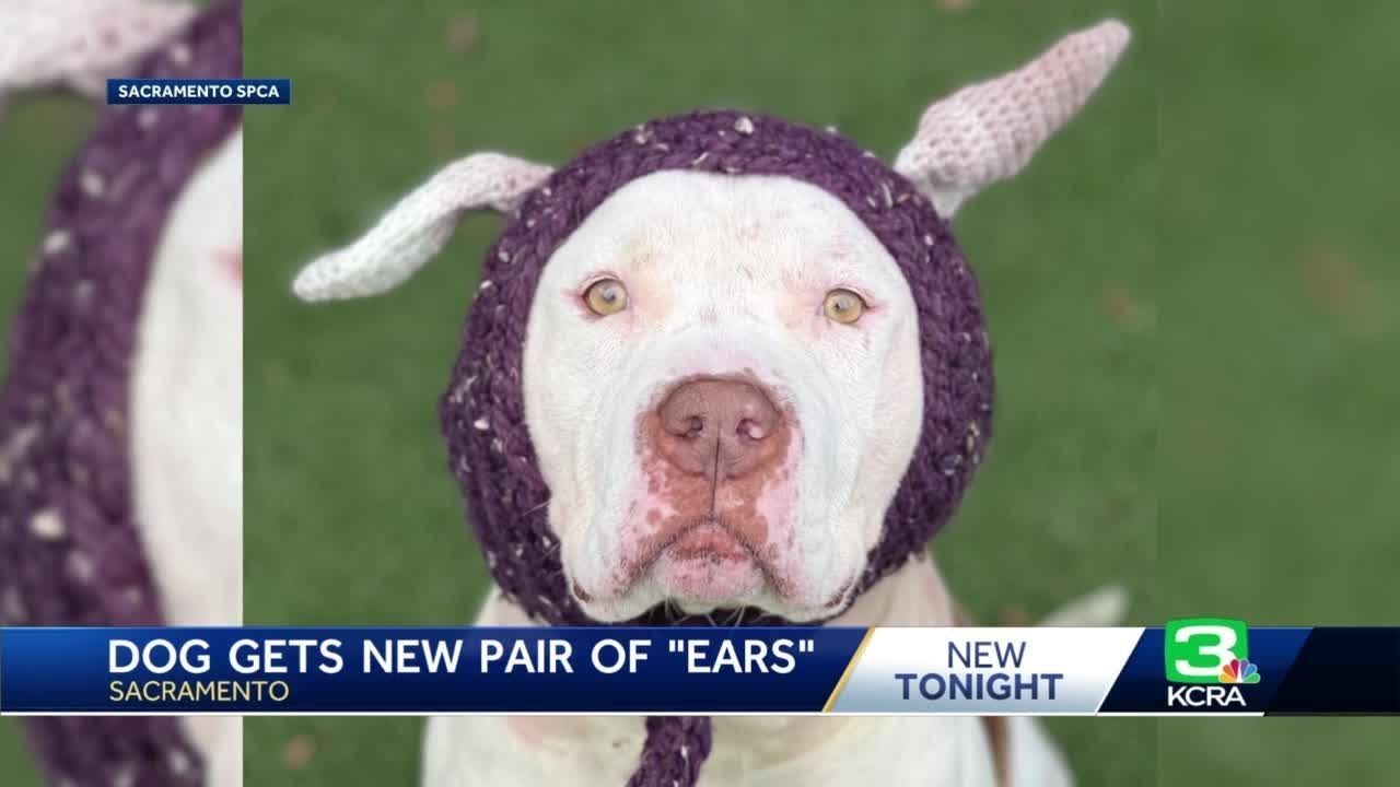 Vet tech crochets 'ears' for Willy Wonka, injured dog brought into Sacramento SPCA