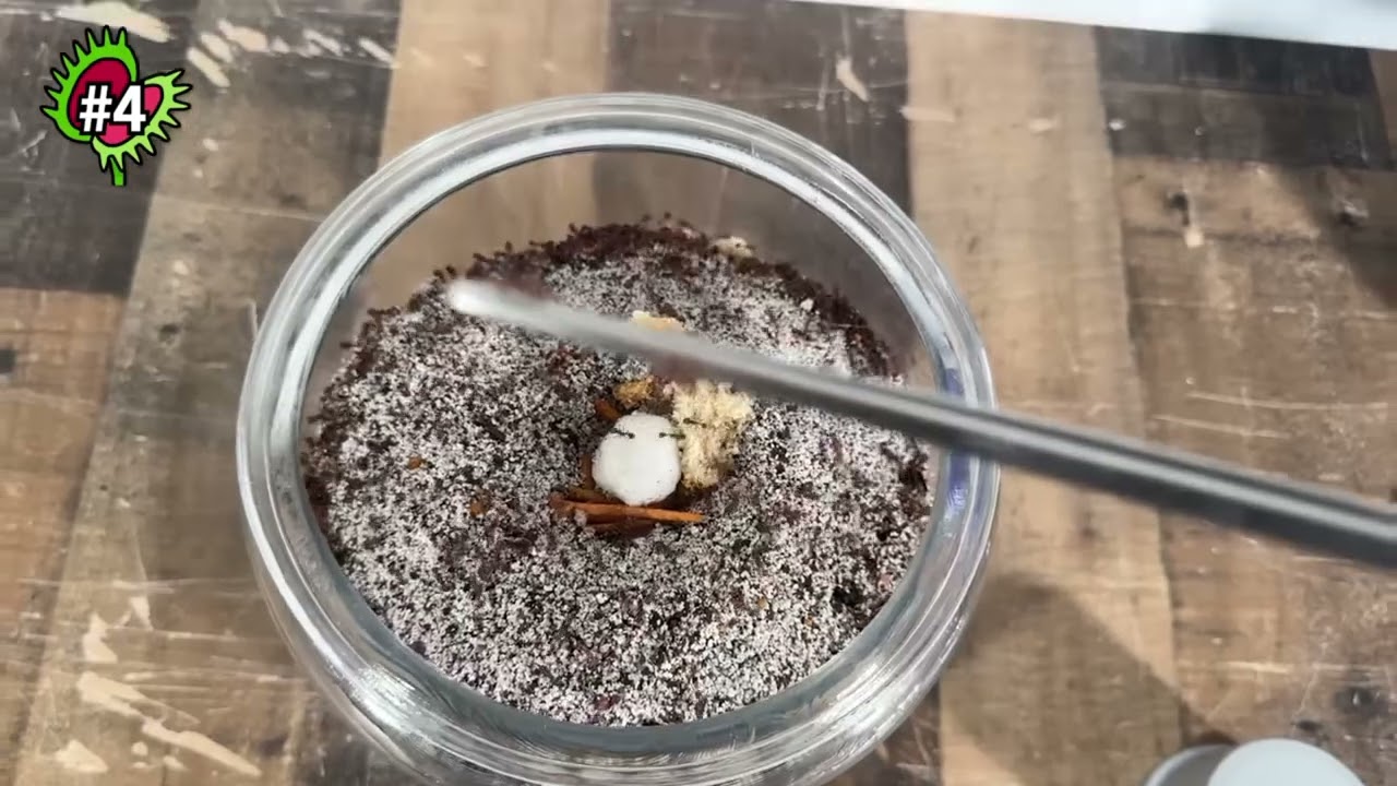 1,000 ants vs 1 black widow 