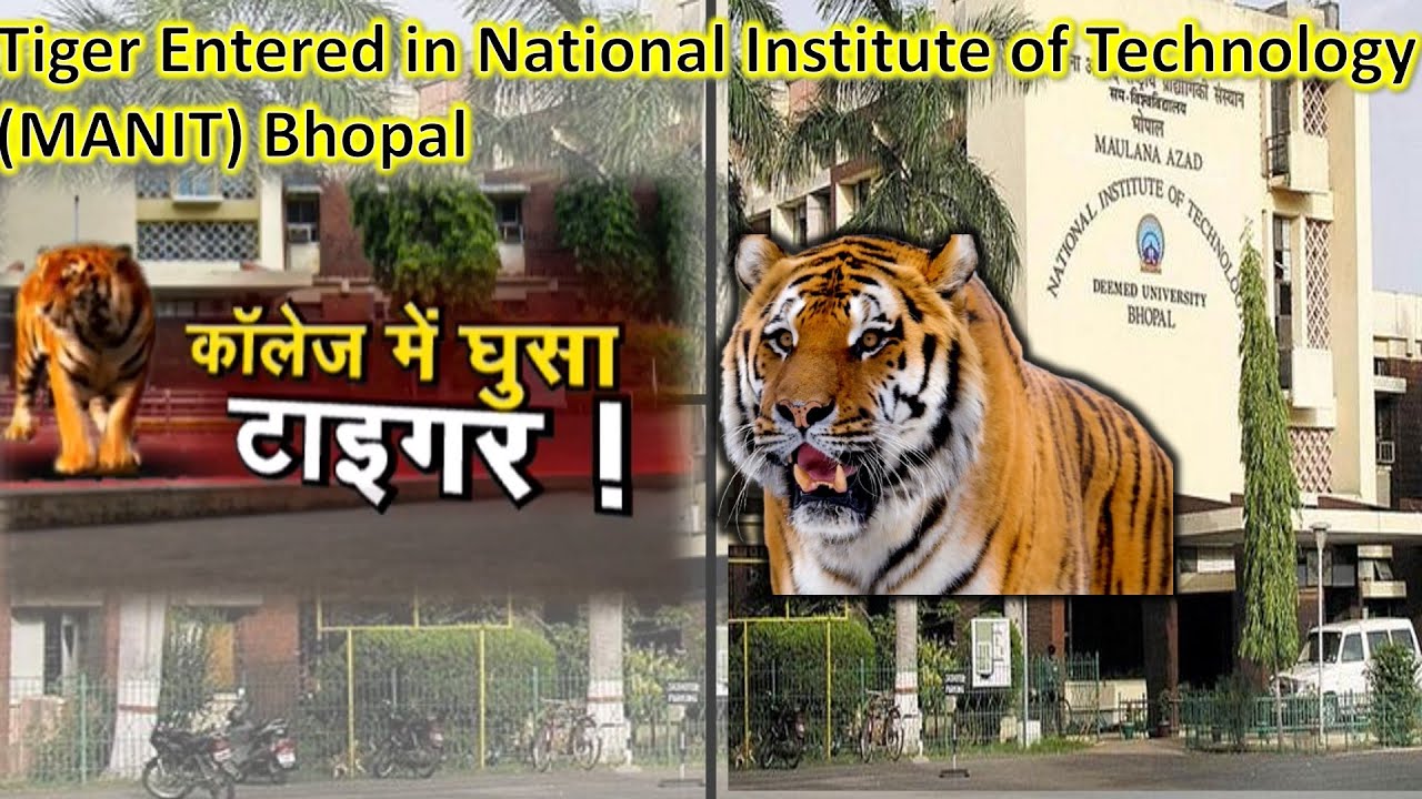 Tiger Entered in MANIT(National Institute of Technology) Bhopal