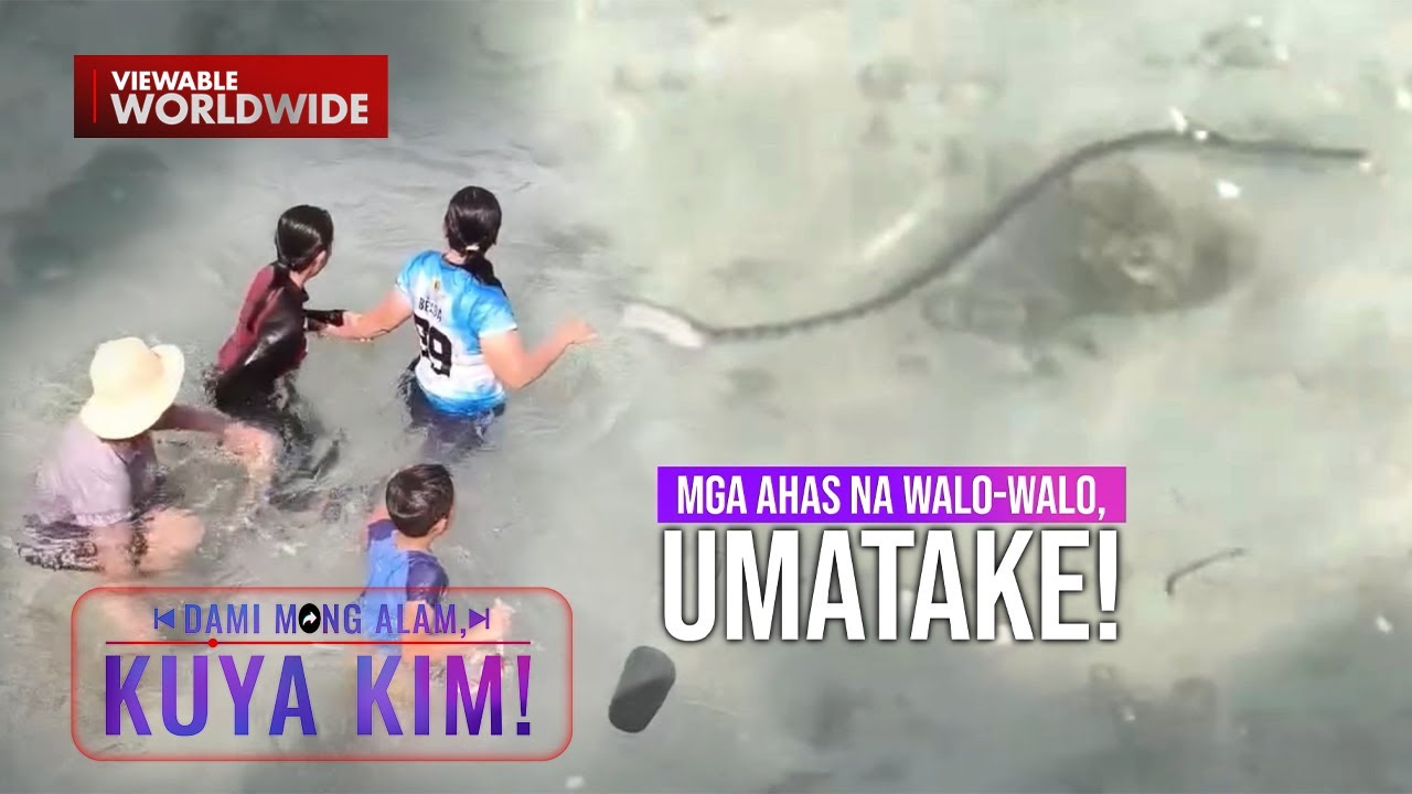 Makamandag na walo-walo, namataan sa dagat! | Dami Mong Alam, Kuya Kim!