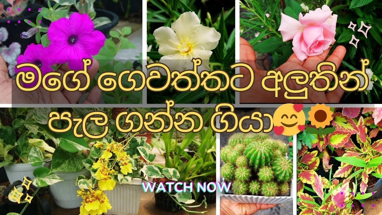 එන්න මාත් එක්ක මල් ගන්න යන්න ලස්සන මල් තවානකින් 😍💐| මං ගත්ත පැල ජාති🥰🌻